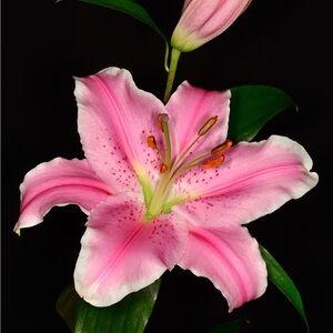 Meet your Posher, Morgan